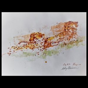 Neiman-Tanzania-Cheetah